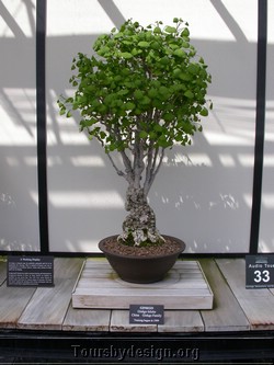 97 yr old Ginkgo Biloba.JPG