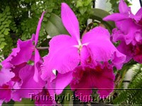 Flower.jpg