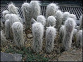 DSCN4933.JPG