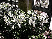 Lilies of the Field.JPG