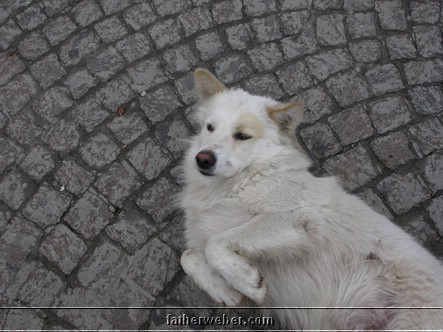 Italian Dog being lazy.JPG