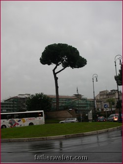 Umbrella Tree.JPG
