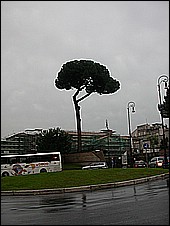 Umbrella Tree.JPG